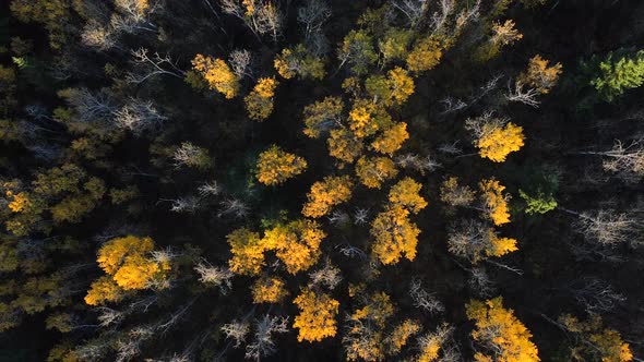 Orbiting drone 4K shot of many yellow treetops illuminated by the sun at sunset in Alberta, Canada.