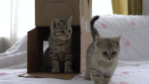 Close Up Two Kitten Playing With Box