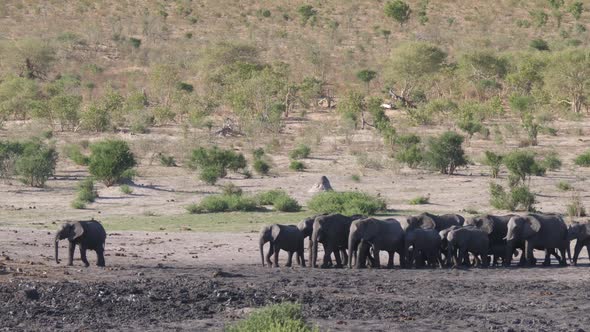 Big herd of African Bush elephants at Khaudum National Park