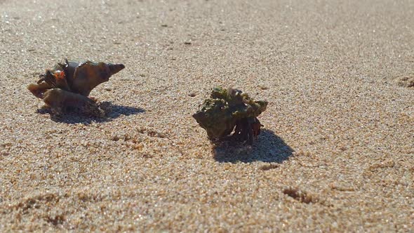 Close-up of two hermit crabs, one is walking on sand. Zoom out