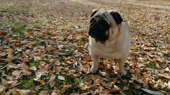 Funny Graceful Pug Dog Walking Through Fallen Yellow Leaves in the Park Forest Like Wild Animal