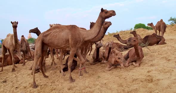 Camels with Baby Camels at Pushkar Mela Camel Fair