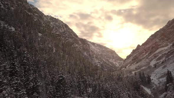 Aerial view flying over pine trees in canyon at sunset