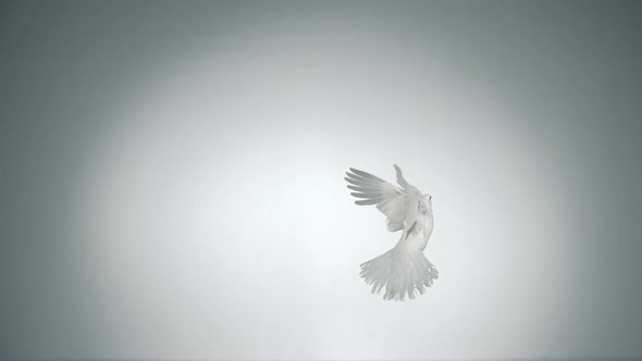 White bird flapping, Slow Motion