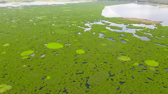 Lake with Mangroves on the Island of Mindanao Philippines