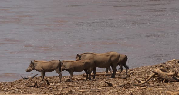 Warthog, phacochoerus aethiopicus, Adult and Youngs near the River, Samburu Park in Kenya