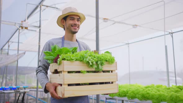 Asian male farmer carrying box of vegetables green salad and walk in hydroponic greenhouse farm.