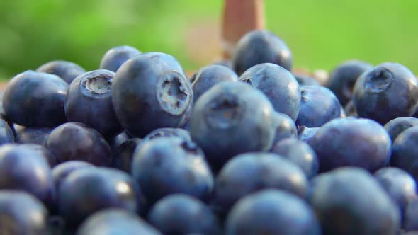 Close Up of Basket Full of Beautiful Blueberries 