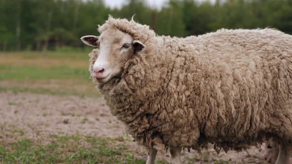 A Sheep in a Meadow on a Farm Is Grazing