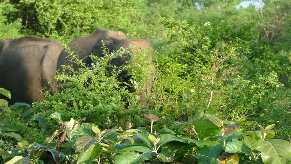 Asian elephant eating in the forest 