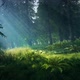 Dark Forest In The Morning looped HD - VideoHive Item for Sale