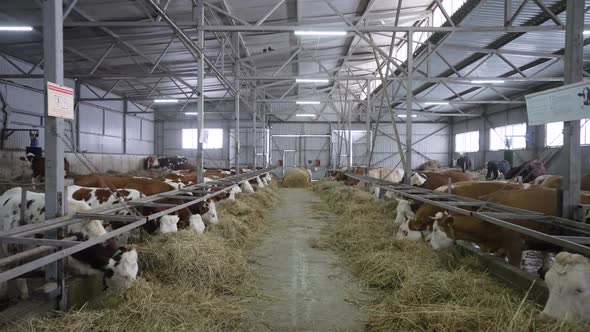 General View of the Barn with Cows Eating Hay