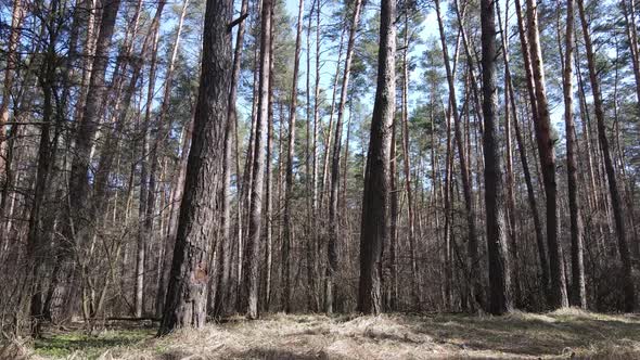 Trees in a Pine Forest During the Day Aerial View