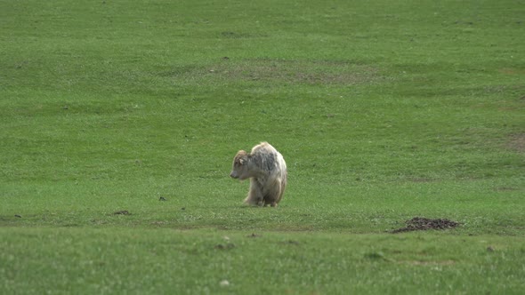 Alone White Long-Haired Male Yak Ox in Asian Meadow