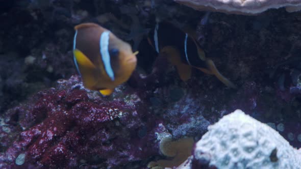 Two-banded anemonefish, Amphiprion bicinctus. Tropical fish in the marine aquarium.