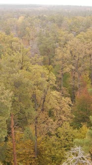 Vertical Video Forest with Trees in the Fall