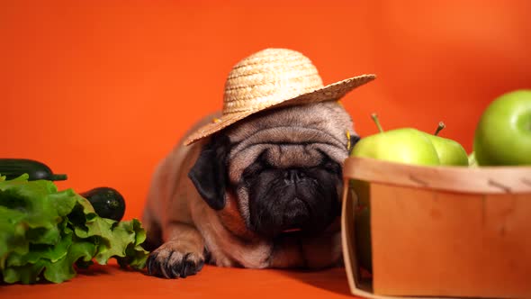 Close Up of Tired Cute Pug with Green Apples and Vegetables on Orange Background