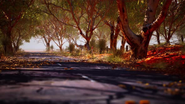 Open Road in Australia with Bush Trees