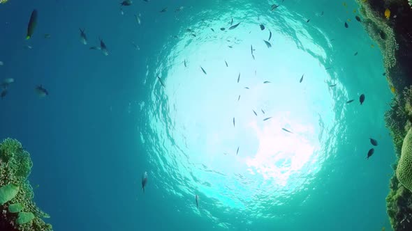 Coral Reef and Tropical Fish Underwater