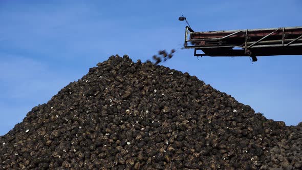 Crane conveyor of combine harvester unloading sugar beet. Agricultural equipment