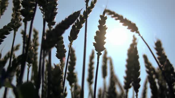 Wheat Cornfield at Harvest Season