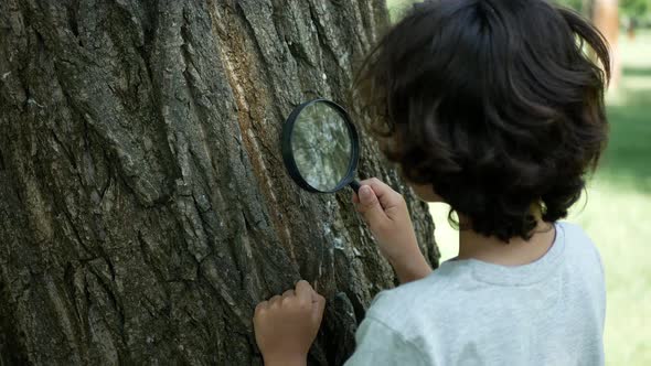 A small, curly boy examines the bark of a tree with a magnifying glass with great interest