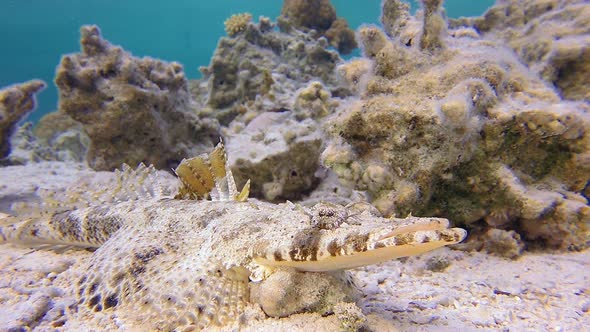Underwater Crocodilefish
