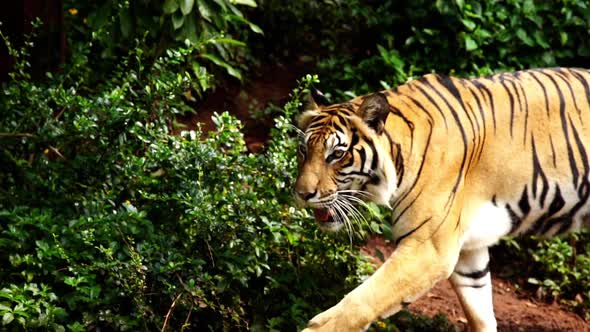 close up of bengal tiger walking in the forest