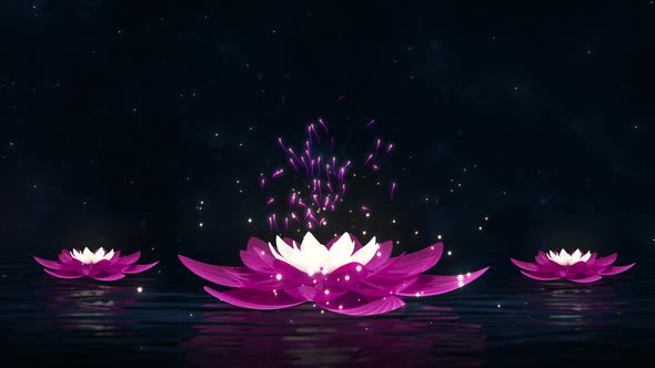 Night Water Surface Lotus Particle Background02