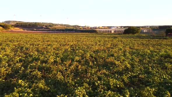 Aerial view of agriculture fields being watered and wind fans in the background, going forward close