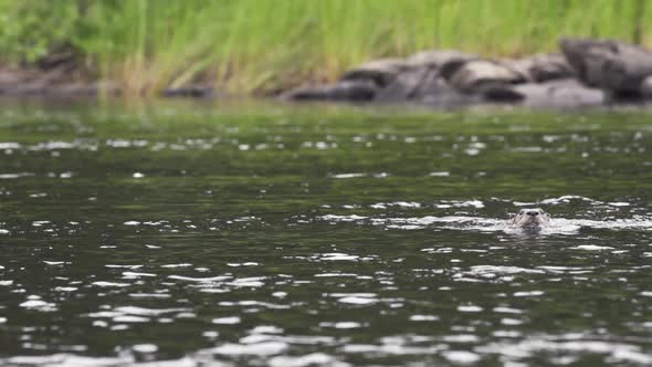 River otter coming in and out of water.