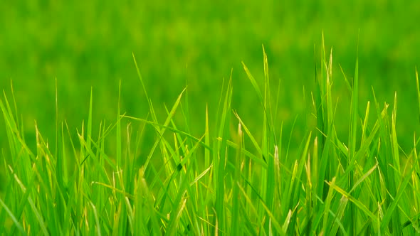 Green Field Background in Close Up View