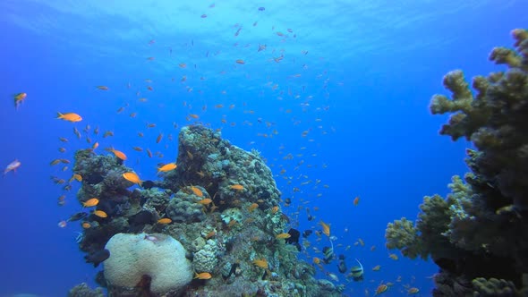 Underwater Marine Tropical Life