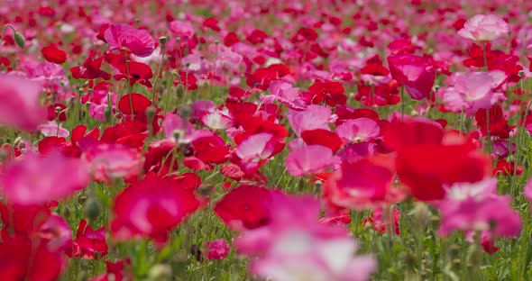 Poppy flower field