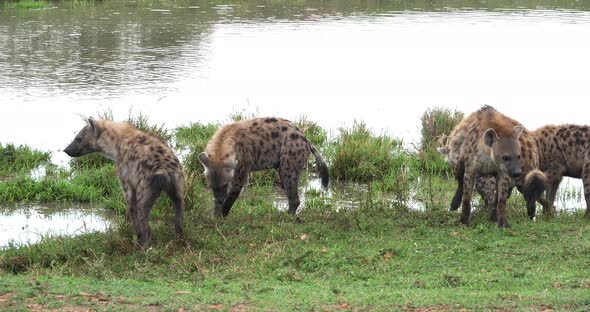 Spotted Hyena, crocuta crocuta, Group standing at Pond, Masai Mara Park in Kenya, Real Time 4K