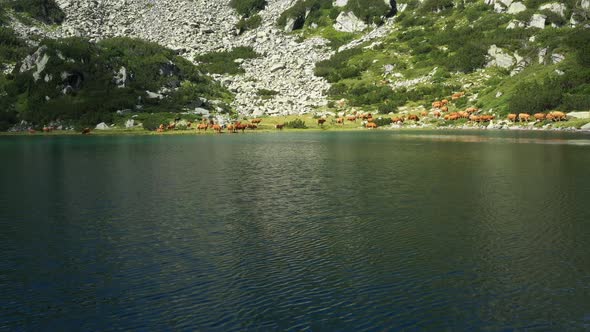 Herd Of Cows On Banderishki Lakes Fish Lake