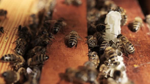 Honey bees fly near a wooden hive. Worker bees. Apiculture