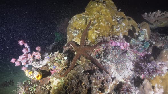 Starfish on Coral