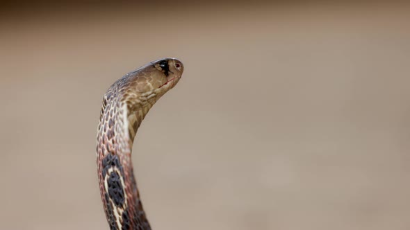 Indian Spectacled Cobra Snake Venomous with Its Hood  Lat