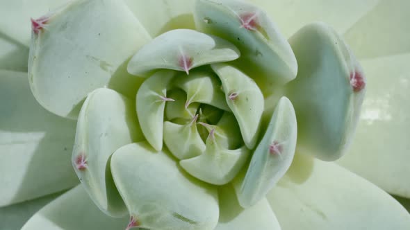 Beautiful Pattern of Green Succulent Rotating Macro Shot