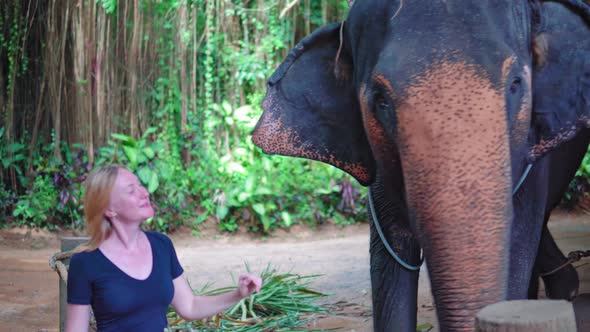 Woman stroking an elephant on a farm in the Asian jungle