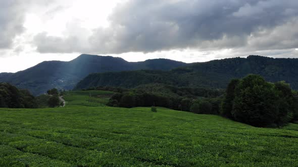 Aerial Drone Flight Over Green Rain Forest Jungles, Mountain Range in the Background