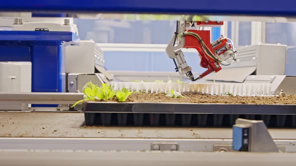 Automated planting process using advanced robot for planting leaves in trays
