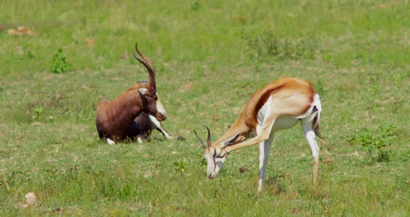 African Wildlife Bontebok Antelope and Dorcas Gazelle
