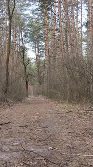 Vertical Video of a Road in the Forest Slow Motion