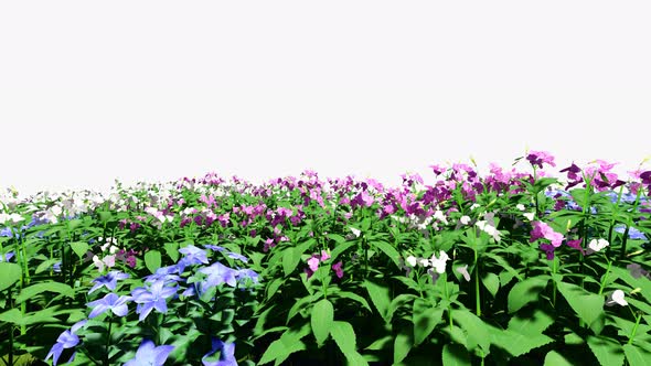 Beautiful Flower Field alt