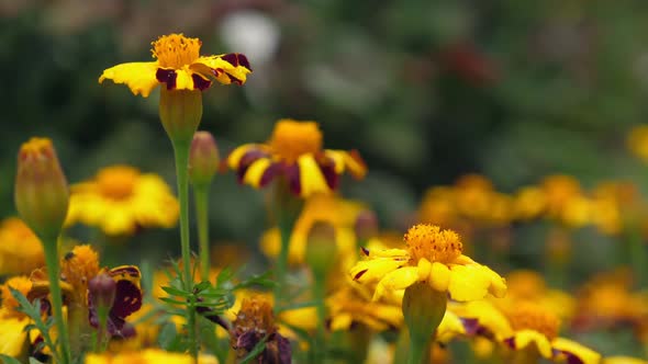 Yellow Marigold Flowers Growing in the Garden