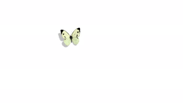 White Butterfly alt