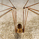 Spider Pholcus Phalangioides - 3DOcean Item for Sale