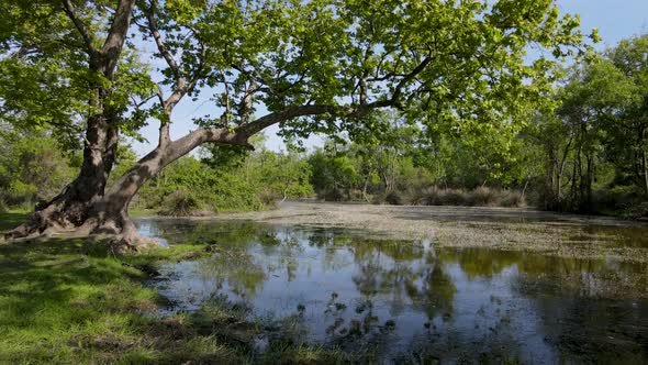 Floodplain Forest